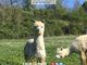 PetsFestival 2019: tra i protagonisti anche l’Alpaca