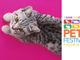 I gatti più belli in mostra a Petsfestival