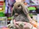 Petsfestival 2019: un’edizione di successo, ma si pensa già all’ottava edizione Petsfestival 2019: un’edizione di successo, ma si pensa già all’ottava edizione