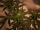 Cannabis light online: le ragioni del boom degli ultimi mesi