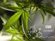 L'Aifa ha autorizzato l’utilizzo del primo farmaco a base di cannabidiolo per il trattamento delle epilessie rare. Jose Giron (COO di Amazonas Florestal): “Il tabù che circonda la pianta di cannabis in alcune aree del mondo non durerà a lungo”