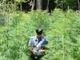 Scoperta una piantagione nel Parco di Stupinigi e una serra in un appartamento a Rivoli (FOTO e VIDEO)