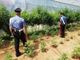 Operaio arrestato a Lanzo mentre irriga la sua piantagione di marijuana