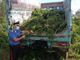 A Pralormo non tulipani, ma piante di marijuana: i carabinieri scoprono una piantagione in un bosco [VIDEO]