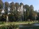 Inquinamento in Torino e provincia: piante mangia smog contro CO2 e polveri sottili possono essere un aiuto vero?