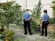 Un &quot;vivaio di marijuana&quot; con piante alte due metri nascosto in un giardino tra edere, palme, pomodori e gelsomini [VIDEO]