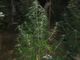 Producono marijuana a km zero nel giardino di casa: arrestata coppia di conviventi