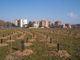 Selva Urbana e Compagnia di San Paolo per l’ambiente: 500 nuovi alberi per aiutare il verde di Torino