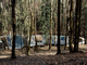 Pista da skate in un bosco