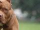 Minaccia i passeggeri del treno con il suo pitbull per farsi consegnare dei soldi: arrestato in Liguria un 38enne torinese