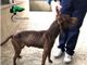 Maltratta i suoi pitbull e ne lascia morire uno: denunciato un allevatore amatoriale di Santena