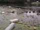 In canoa a caccia di rifiuti per pulire il Po: la missione ecologica di Alberto Sachero