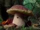 Bardonecchia: mostra, escursione e degustazione di funghi, bacche e frutti selvatici