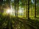 riforestazione collegno