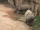 Al Parco di Zoom si sente un forte accento inglese: sono arrivati i fratelli Ian e John, rinoceronti timidi (FOTO e VIDEO)