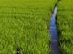 Sviluppo rurale, 20 milioni in arrivo dal bando della Regione per gli agricoltori piemontesi