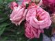 A Venaria torna la Festa delle Rose e di Fragranzia