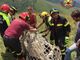 Condove, una mucca salvata dai Vigili del Fuoco
