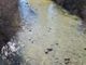Scarichi nel torrente Sangone, il Comune di Nichelino: &quot;Soluzione in tempi brevi&quot;