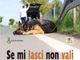 Nichelino contro l'abbandono degli animali