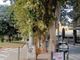 A Nichelino la vegetazione nasconde il semaforo di via San Francesco