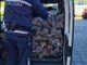 Lotta all’abusivismo, sequestrati 245 kg di noci e sanzione di 2.582 euro al venditore senza permessi