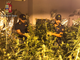 Torino, tenevano una vera e propria piantagione di marijuana in casa: un arresto e due denunce