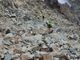 tecnici del soccorso alpino in azione