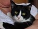 Sonic, un gatto speciale per persone speciali