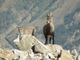 Servizi, caccia e tartufi: stanziati 10.7 milioni di euro per il rilancio della montagna