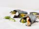 Idea della domenica: Temaki Nergi e Trota Affumicata