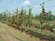 Piante di melo Tessa®, campo di sperimentazione varietale della Fondazione Agrion, Manta (fonte Agrion)