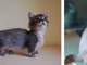 Al PETSFESTIVAL 2023 i gatti più belli del mondo