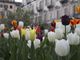 fiori