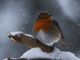 Bardonecchia, “Natura in sogno - un cammino di luce”: mostra fotografica di Maria Laura Verdoia