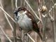 Parte da Torino il progetto Massimo Impatto, per proteggere la biodiversità di tutto il nord ovest Parte da Torino il progetto Massimo Impatto, per proteggere la biodiversità di tutto il nord ovest