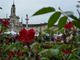 venaria festa delle rose