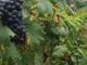 Tav, Frediani (M5S): &quot;Vendemmia ostacolata dalle ordinanze della Prefettura&quot;