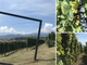 Viaggio tra i vigneti eroici del Pinerolese: dal Ramie al Barbera, la passione per il vino valorizza il territorio [VIDEO e FOTO]