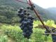 Bando da 5,8 milioni per ristrutturazione e riconversione di vigneti per la campagna 2021/2022