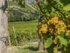 La Regione tende la mano alle aziende vinicole del Piemonte: un bando da 3 milioni a sostegno delle aziende