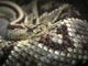 Turista morso da una vipera mentre prende il sole: paura a Ceresole Reale