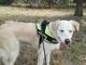 Wendy è la cagnolina che cerca casa per evitare il canile