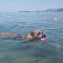 Estate da bollino rosso e afa, pericolo anche per i cani