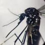 West Nile, Pregliasco: &quot;Casi reali? Fino a 150 in più. Picco verso metà agosto&quot;