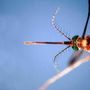 West Nile, il bollettino Iss: &quot;27 morti e a 430 i casi da inizio anno&quot;