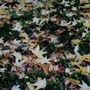 Oggi inizia la nuova stagione, cos'è e quando cade l'equinozio di autunno