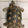 L'esemplare di Testudo Marginata ritrovato in via Asiago L'esemplare di Testudo Marginata ritrovato in via Asiago