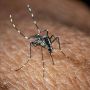 West Nile, Bassetti: &quot;Non è finita, avremo casi fino a ottobre&quot;