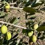 Oliveti Giachino: l’eccellenza dell’olio tra le colline torinesi Oliveti Giachino: l’eccellenza dell’olio tra le colline torinesi